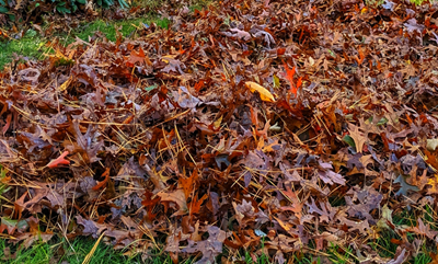 City Announces Additional Leaf Cleanup Efforts