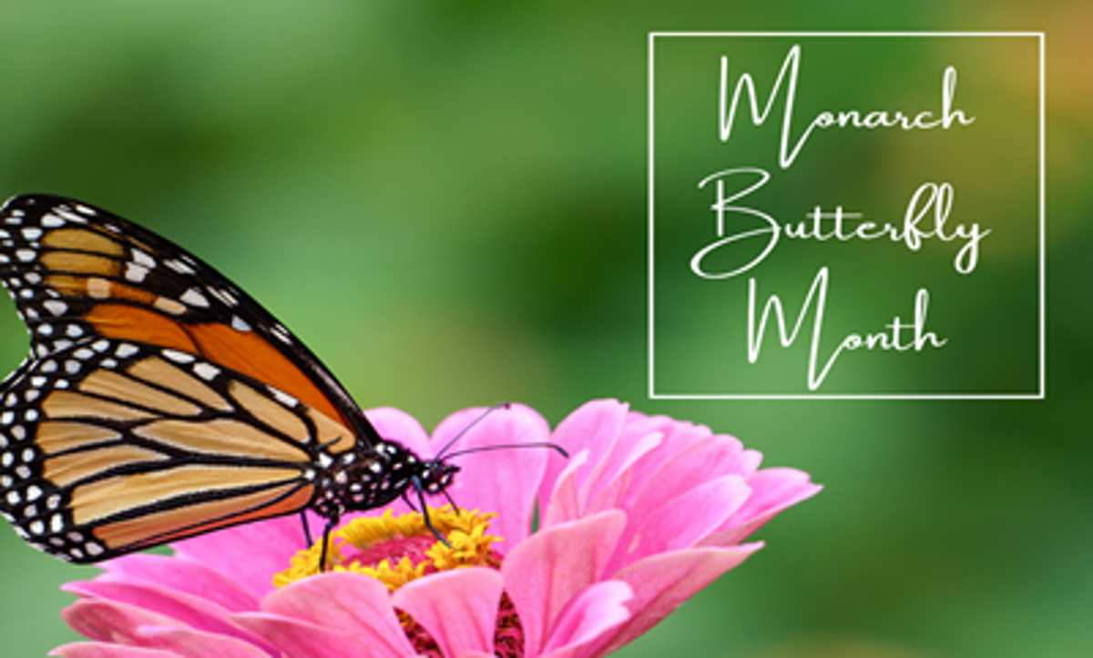 Featured image of Darien Celebrates Pollinator Week and the Summer of the Monarch