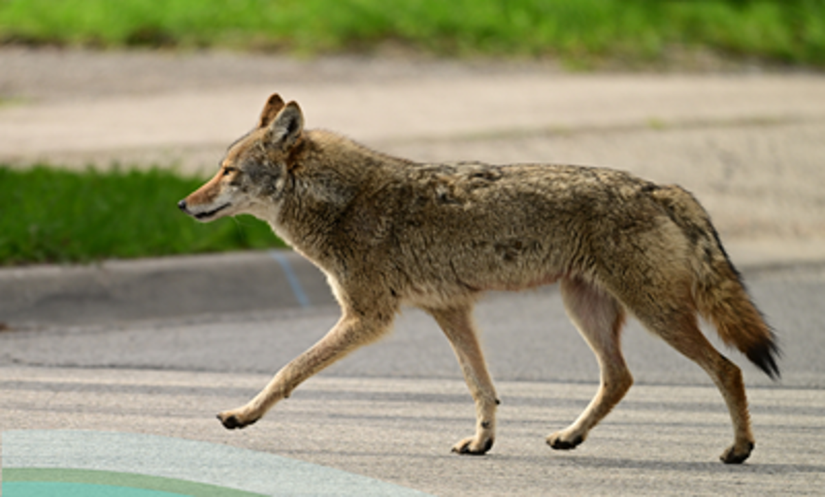 Featured image of Coyote Awareness